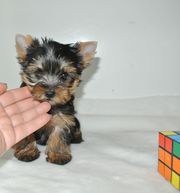 красивые 4Cщенки йоркширского терьера