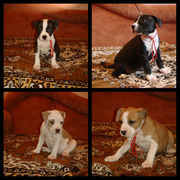 Стаффордширский терьер