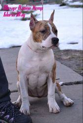 Щенки Американского Стаффордширского Терьера.(мальчик)