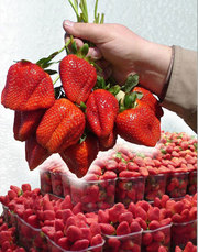 Качественная фриго рассада клубники из Европейских питомников