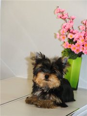 мальчик йоркширского терьера- очень перспективный