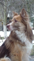 Віддам в добрі руки собаку!!!