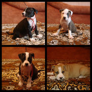 Великолепные стафики