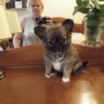 Продам щеночка мини чихуахуа