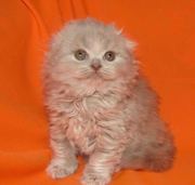 Шотландская хайленд-фолд кошечка лилового окраса.