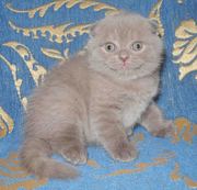 Шотландская плюшевая кошечка.