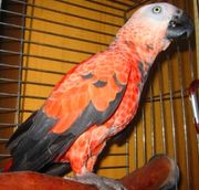 Жако Алохвостый ручные птенцы выкормыши купить можно у нас