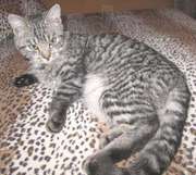 Отдам в хорошие руки 11-месячного котика