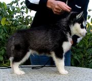 щенки породы