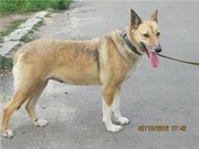 Крупная собака Альма для охраны двора