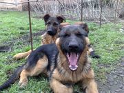 Чистокровные щенки немецкой овчарки