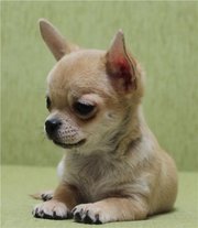 Чихуахуа -ОЧАРОВАШКИ, ОТЛИЧНЫЕ ЩЕНКИ