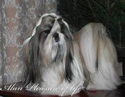 Вязка ши тцу