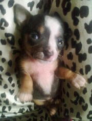 Щенки той-терьера