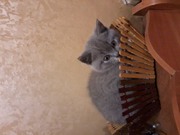Продам вислоухих шотландских и британских котят