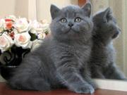 Котята британской породы 097  923 72 19
