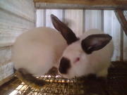 продаются кролики. недорого