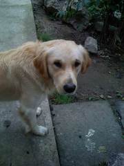 пропал лабрадор Терри