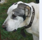 Собаке нужен хозяин