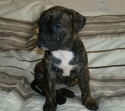 Стаффордширский терьер девочка