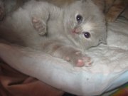 скоттиш-фолд кошечка и страйт мальчик