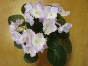 Продам фиалки, стартеры, детки, листочки