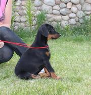 Продам щенков:среднеазиатская овчарка, доберман, стаффордширский терьер.