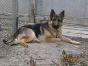 продаётся немецкая овчарка