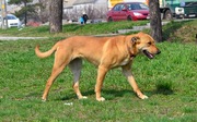 Рыжая красавица Шкода ищет дом