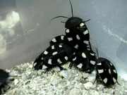 Продам Тараканы домино  (Therea petiveriana)