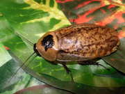 Продам Архимандритa тараканы  (Archimandrita tesselata)
