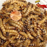 Продам Зофобас (Zophobas morio)