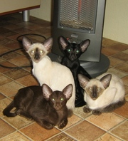 Прекрасные ориентальные котята из питомника