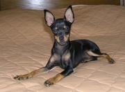 Продам Мальчика той-терьера 7 месяцев в связи с отьездом , привит!!!!!!