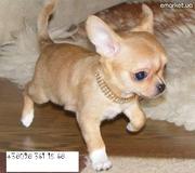 Обаятельный щенок чихуахуа,  г/ш девочка мини чихуа хуа 