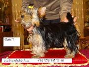 Щенок йоркширского терьера , лучшая сука в наличии , готовы обсуди