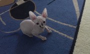 продаются котята породы канадский сфинкс