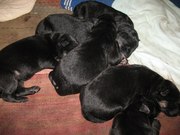 Чистопородные щенки немецкой овчарки