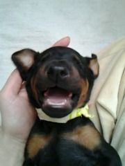 щенки добермана