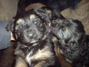 Старо-Немецкая Восточно Европейская Овчарка