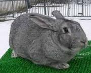 Породистые кролики акселераты породы шиншилла