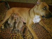 Щенки питбуля