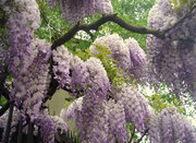 Глициния купить в Украине, саженцы Глициния (Вистерия) оптом