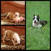 Стафята от чемпионов