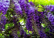 Саженцы Глициния Украина оптом, купить Глициния Вистерия