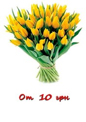 Срезы Тюльпанов