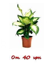 Диффенбахия