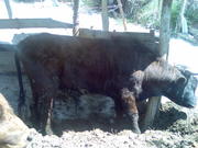 Продам 2 быка