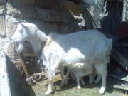 Продам козу с козлятами
