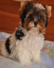 Бивер Йорк Терьер.Щенки.Помет.